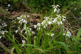 Allium triquetrumDriekantig look bestellen